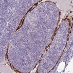 CD299 (DC-SIGN/L) Antibody in Immunohistochemistry (IHC)