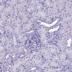 GAPDHS Antibody in Immunohistochemistry (Paraffin) (IHC (P))