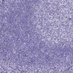 GAPDHS Antibody in Immunohistochemistry (Paraffin) (IHC (P))