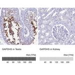 GAPDHS Antibody in Immunohistochemistry (IHC)