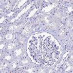 GAPDHS Antibody in Immunohistochemistry (IHC)