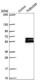 TMEM259 Antibody in Western Blot (WB)