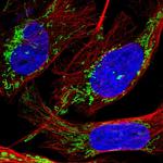 DTYMK Antibody in Immunocytochemistry (ICC/IF)