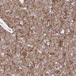 ENPP6 Antibody in Immunohistochemistry (Paraffin) (IHC (P))