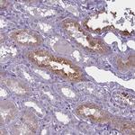 ENPP6 Antibody in Immunohistochemistry (Paraffin) (IHC (P))