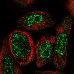 WDR17 Antibody in Immunocytochemistry (ICC/IF)