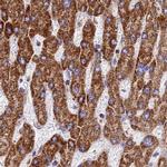 ATP5H Antibody in Immunohistochemistry (IHC)