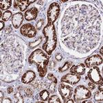 ATP5H Antibody in Immunohistochemistry (IHC)