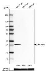 CHCHD3 Antibody