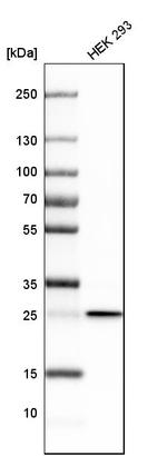 CHCHD3 Antibody in Western Blot (WB)