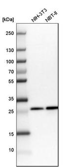 CHCHD3 Antibody in Western Blot (WB)