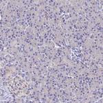 SPNS1 Antibody in Immunohistochemistry (Paraffin) (IHC (P))