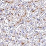 SPNS1 Antibody in Immunohistochemistry (IHC)