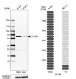 TCP-1 zeta Antibody