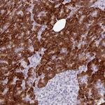 BMS1 Antibody in Immunohistochemistry (Paraffin) (IHC (P))