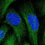 KANSL1L Antibody in Immunocytochemistry (ICC/IF)