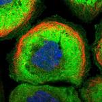 MFSD2A Antibody in Immunocytochemistry (ICC/IF)