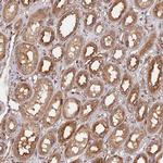 WDR41 Antibody in Immunohistochemistry (IHC)