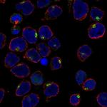 IRX1 Antibody in Immunocytochemistry (ICC/IF)