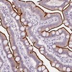 SLC6A19 Antibody in Immunohistochemistry (Paraffin) (IHC (P))