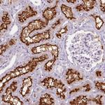 SLC6A19 Antibody in Immunohistochemistry (Paraffin) (IHC (P))