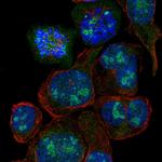 SLC6A19 Antibody in Immunocytochemistry (ICC/IF)