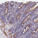 GCP4 Antibody in Immunohistochemistry (Paraffin) (IHC (P))