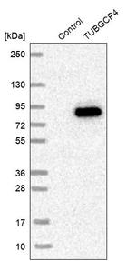 GCP4 Antibody in Western Blot (WB)