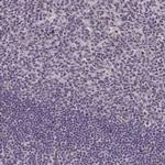 RBM12 Antibody in Immunohistochemistry (IHC)