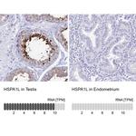 HSP701L Antibody