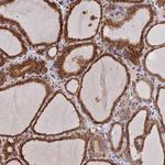 UFSP2 Antibody in Immunohistochemistry (Paraffin) (IHC (P))