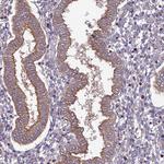 OX26 Antibody in Immunohistochemistry (Paraffin) (IHC (P))