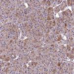 OX26 Antibody in Immunohistochemistry (Paraffin) (IHC (P))