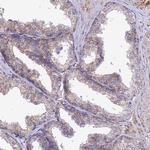 OX26 Antibody in Immunohistochemistry (Paraffin) (IHC (P))