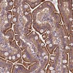 OX26 Antibody in Immunohistochemistry (Paraffin) (IHC (P))