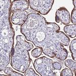 ADAMTS6 Antibody in Immunohistochemistry (Paraffin) (IHC (P))