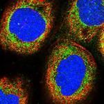 MRPS9 Antibody in Immunocytochemistry (ICC/IF)