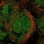 MICALL1 Antibody in Immunocytochemistry (ICC/IF)