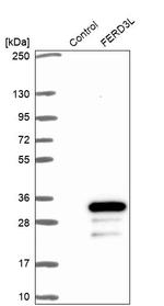 FERD3L Antibody in Western Blot (WB)