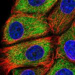 EPS8L1 Antibody in Immunocytochemistry (ICC/IF)