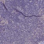 LGI4 Antibody in Immunohistochemistry (Paraffin) (IHC (P))