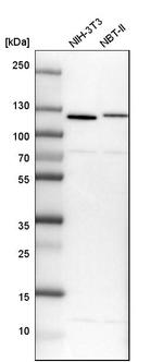 RBM12 Antibody in Western Blot (WB)