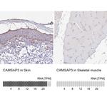 CAMSAP3 Antibody