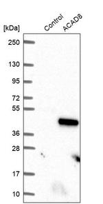 ACAD8 Antibody in Western Blot (WB)