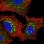 Pyruvate Carboxylase Antibody in Immunocytochemistry (ICC/IF)