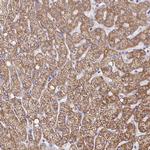 Pyruvate Carboxylase Antibody in Immunohistochemistry (Paraffin) (IHC (P))