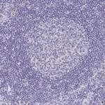 Pyruvate Carboxylase Antibody in Immunohistochemistry (Paraffin) (IHC (P))