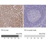 Pyruvate Carboxylase Antibody