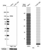 Pyruvate Carboxylase Antibody in Western Blot (WB)