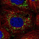 PTPMT1 Antibody in Immunocytochemistry (ICC/IF)